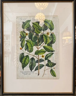 Hand Painted Botanical on Antique Italian Ledgers
