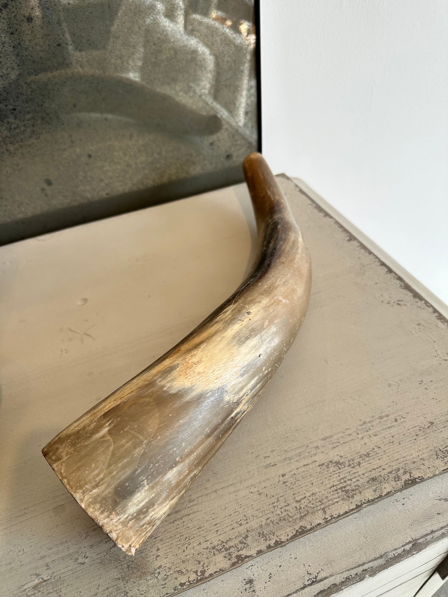 Large Cow Horn