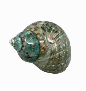 Turbo Jade Bugress Shell