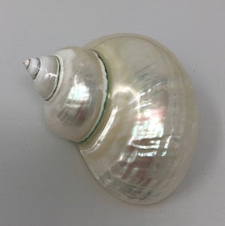 Turbo Pearled Burgess Shell