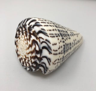 Conus Litteratus XL