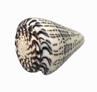 Conus Litteratus XL