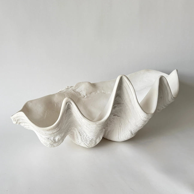 Indian Ocean Clam Shell - Studie White
