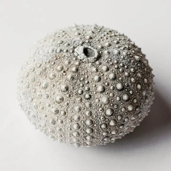 Sea Urchin