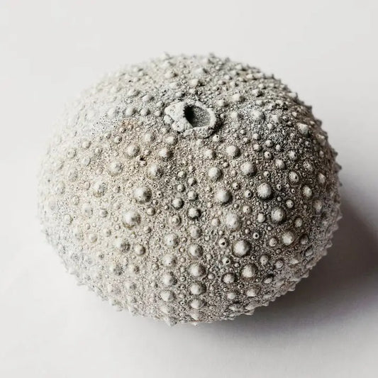 Sea Urchin