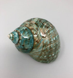 Turbo Jade Bugress Shell