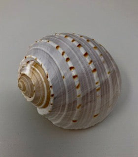 Tonna Tessalata Shell