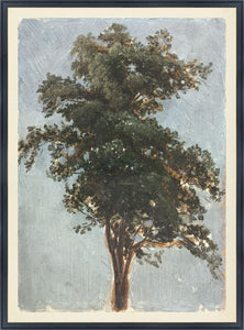 Tree Study